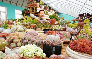 Succulent plants business helps boost income for locals in north China's Hebei