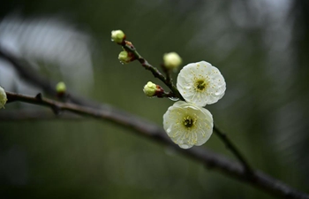 Plum flowers in full blossom in central China's Hubei