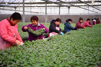 Spring agricultural work starts in NW China's Shaanxi