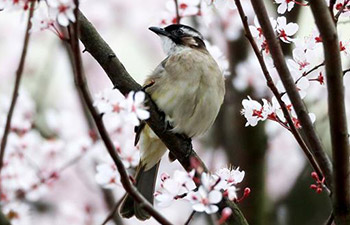 Birds, flowers seen in spring