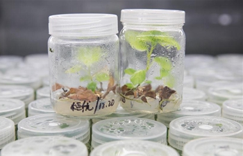 In pics: National Kiwifruit Germplasm Repository of Wuhan Botanical Garden in Hubei
