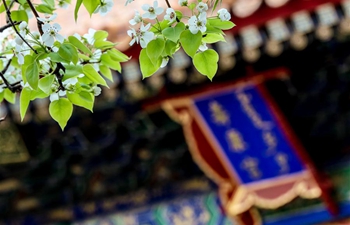 In pics: flowers in Forbidden City in Beijing