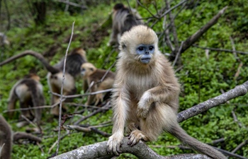 Number of golden monkeys in China's Shennongjia area doubles
