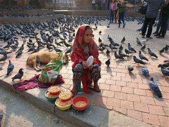 Nepalese girl sells grains for feeding pigeons in Kathmandu