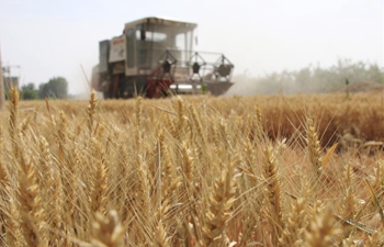 In pics: wheat harvest across China