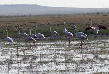 Flock of flamingos seen at Tuz Lake in Konya, Turkey
