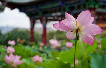 In pics: blooming lotus flowers at Daguan Park in China's Yunnan