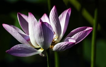 In pics: lotus at park in Hebei