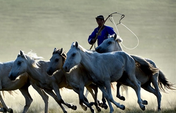 In pics: horse lassoing in north China's Inner Mongolia