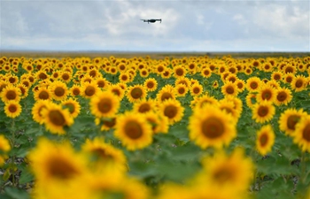 In pics: blooming sunflowers in Baiyin, northwest China's Gansu