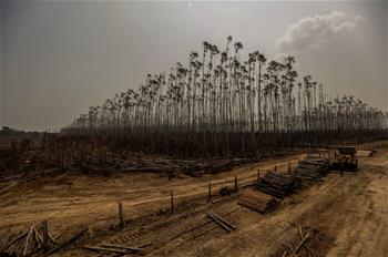 Destroyed eucalyptus plantation seen in Humaita, Brazil