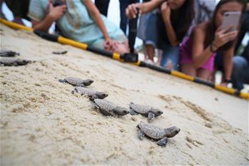 Newborn Hawksbill sea turtle seen in Singapore's Sentosa Island