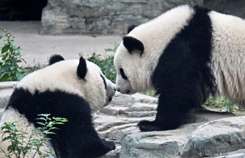 Giant panda twins debut in Beijing