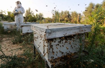 Pic story of female beekeeper in Gaza Strip