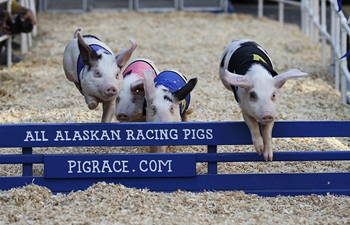In pics: piggy hurdle racing at Original Farmers Market Fall Festival