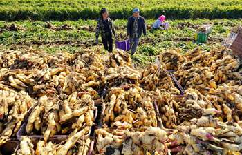 Farmers harvest ginger in China's Hebei