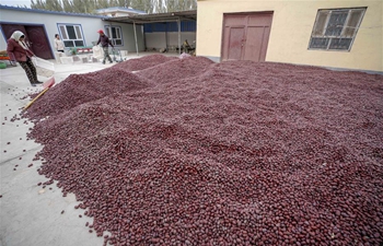Ruoqiang County in China's Xinjiang famous for red jujubes