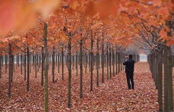 Scenery of maple trees with reddening leaves in E China's Shandong