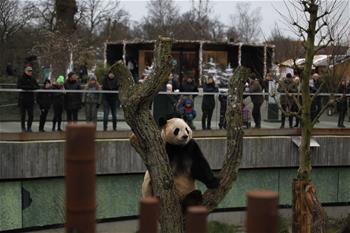 Tourists look at giant panda at Copenhagen Zoo in Denmark