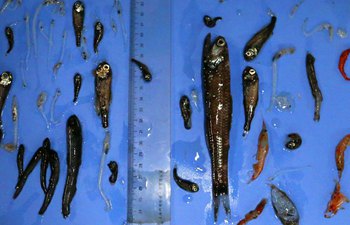 China's 36th Antarctic expedition team collect fish samples