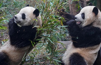 Tourists come to see giant pandas during New Year holiday