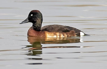 Aythya baeri spotted in wetland park in SW China