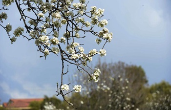 Flowers bloom as temperature rises in Pakistan