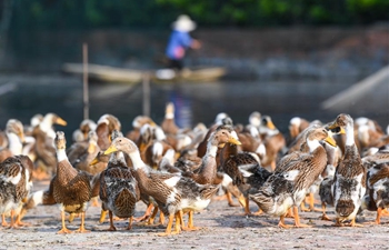 Gaoyou builds local brands of duck egg products