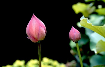 Flower show kicks off at Shanghai Botanical Garden