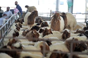 People visit livestock market ahead of Eid al-Adha festival in Kuwait