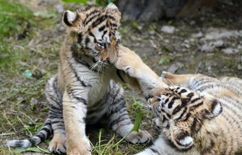 Newborn Siberian tiger cubs frolic at park in Hailin, NE China's Heilongjiang