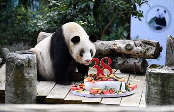 Chongqing Zoo celebrates giant panda Xinxing's 38th birthday