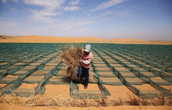 Desertification control team works along first desert highway in Ningxia, NW China