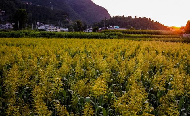 打造乡村振兴齐鲁样板 《对话》特别节目齐探山东密码