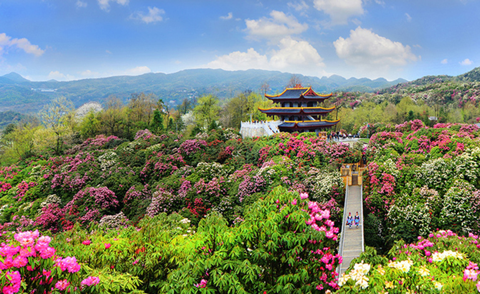 贵州省毕节市百里杜鹃