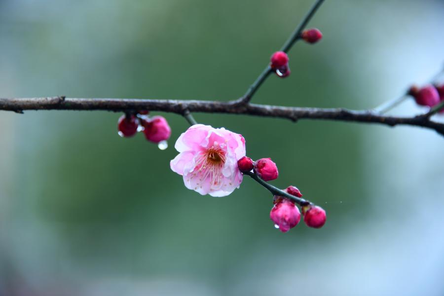 一场冬雨把湖北省恩施土家族苗族自治州宣恩县贡水河畔的梅花沁润得