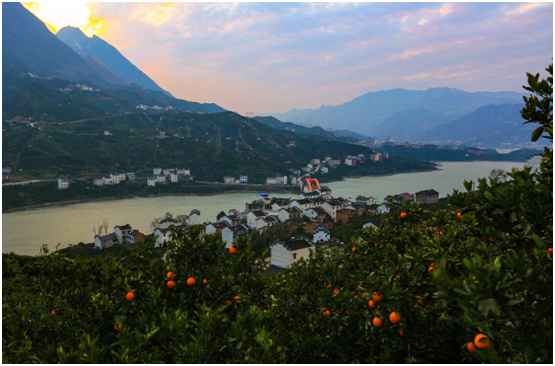 致富种植公司董事长_致富种植什么比较赚大钱_种植致富经