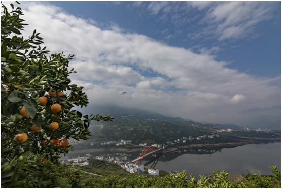 致富种植公司董事长_致富种植什么比较赚大钱_种植致富经