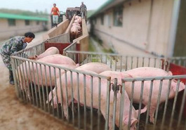 记者深入调研生猪养殖现状