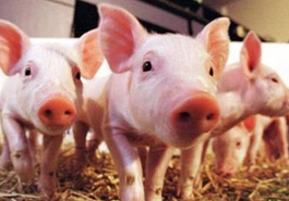 生猪生产三年方案公布