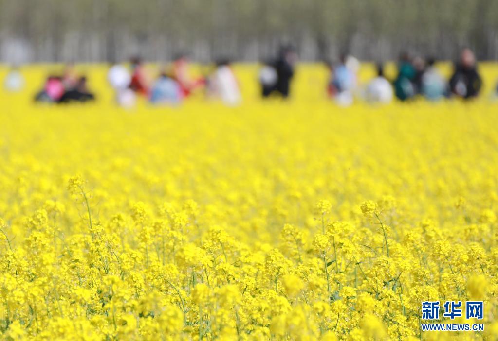 4月14日,游客在固安县林城村油菜花田游玩.