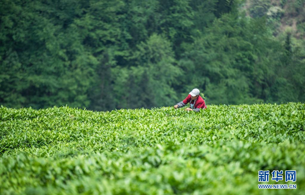 景如画!航拍贵州万亩茶园