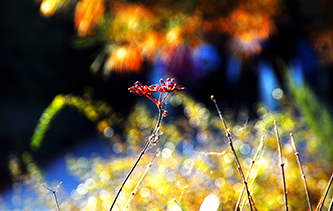 河北邯郸丛台公园秋色美如画 看看摄影师的佳作吧