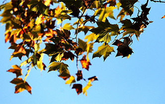 镜头下风吹叶落遍地金 江苏扬州色彩斑斓秋意浓