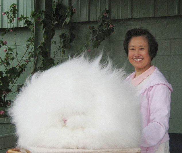 美兔子毛長26釐米酷似巨型毛球【圖】