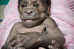 美動物園猩猩寶寶擺類人姿勢拍照【圖】
