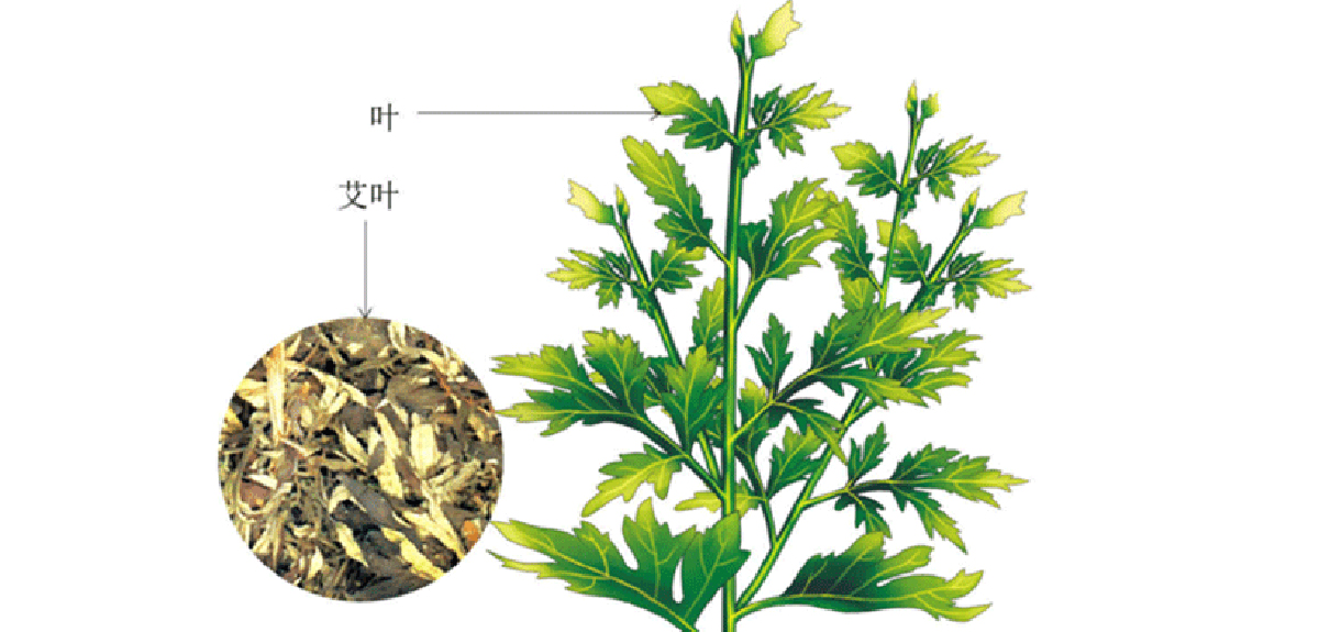 【故事里的中药】艾蒿——"犹七年之病,求三年之艾也"
