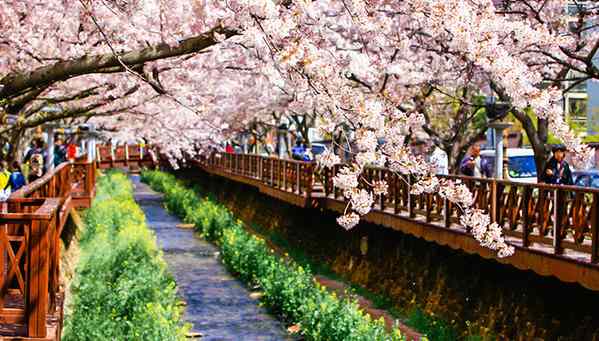 韩将迎来5月春季旅行周 各地推代表性旅游项目