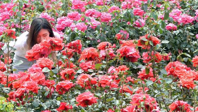 首尔将举办盛大玫瑰花展 1千万多玫瑰争奇斗艳