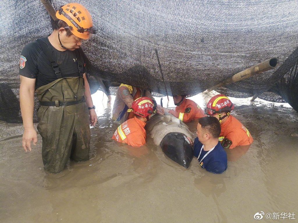 浙江台州警民合力紧急营救12头搁浅鲸鱼